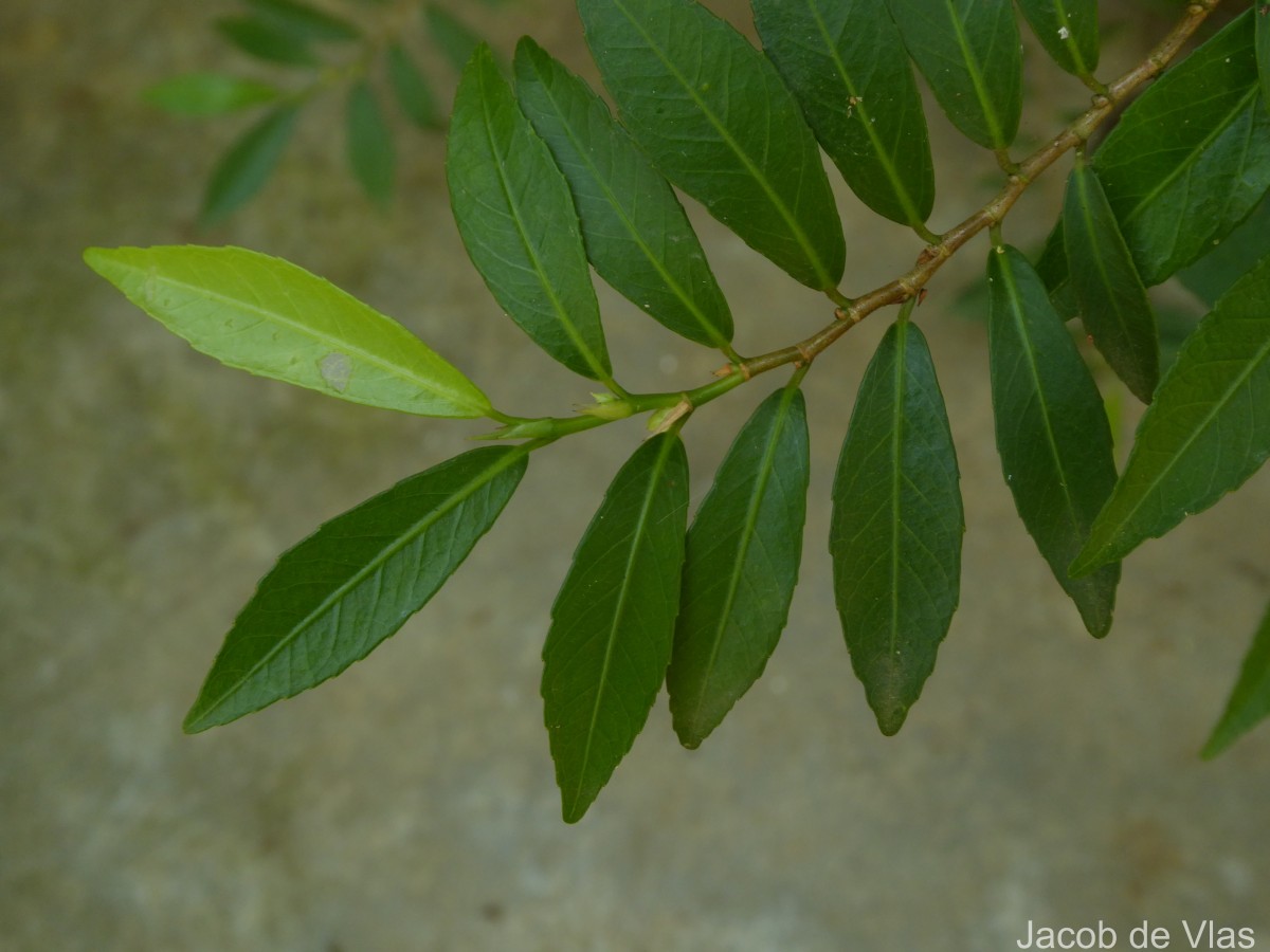 Rinorea decora (Trimen) Melch.